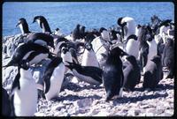 Adélie penguins at the shore of Torgersen Island