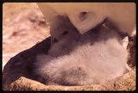 Albatross chick in nest on New Island