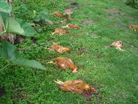 Chickens to be butchered for the quinceañera party meal, El Plátano, Panama