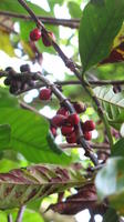 Close-up of ripened coffee cherries at a pruning demonstration, El Plátano, Panama